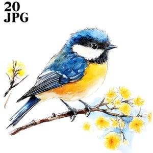 20 cliparts mésange bleue, mésange bleue eurasienne, clipart oiseau, fichiers JPG de haute qualité, clipart aquarelle, journal indésirable, téléchargement numérique, créations en papier