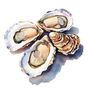 20 Oysters Clipart, Seafood Clipart, High Quality Jpgs, Watercolor ...