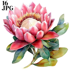 16 Protea Clipart, Protea Bloemen Clipart, Hoge kwaliteit JPG's, Aquarel Clipart, Junk Journal, Digitale Download, Paper Craft, Afdrukbaar