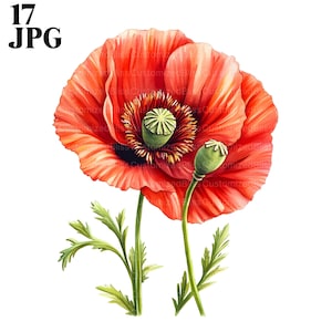 17 Clipart coquelicot rouge, fleur de pavot, Clipart coquelicots, JPG haute qualité, Clipart aquarelle, Junk Journal téléchargement numérique Paper Craft