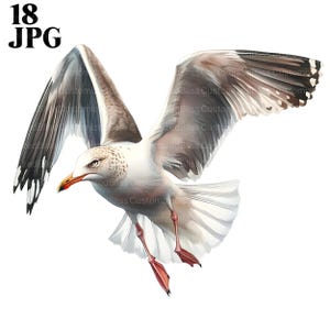 18 Flying Seagull Clipart, Gull Clipart, Seagull Images, High Quality JPGs, Watercolor Clipart, Junk Journal, Digital Download, Paper Craft