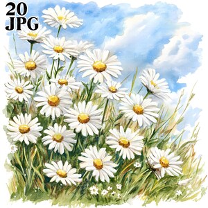 20 Field of Daisies Clipart, Daisy Clipart, Spring Clipart, Wysokiej Jakości JPG, Clipart Akwarela, Junk Journal, Cyfrowe Pobieranie Papieru Rzemiosła