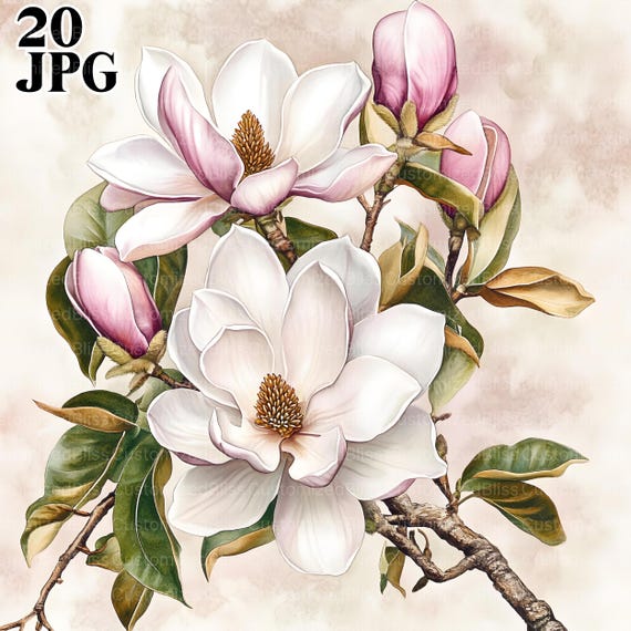 20 Magnolia Branches Clipart, Magnolia Clipart, Botanical Clipart, High Quality JPGs, Watercolor Clipart, Junk Journal, Digital Download