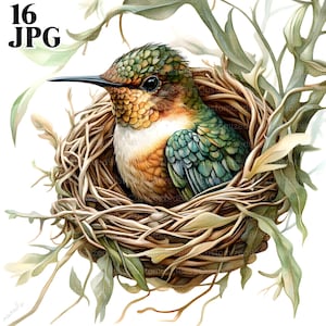 16 Colibrì nel nido Clipart di uccelli, Clipart di colibrì, Clipart di uccelli, Clipart di nidi, Clipart di acquerelli, Diario spazzatura, Download digitale JPG