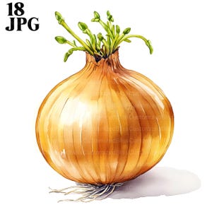 18 Onion Clipart, Farm Vegetable Clipart, High Quality JPGs, Watercolor Clipart, Junk Journal, Digital Download, Paper Craft, Printable
