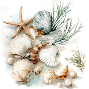 Op de afbeelding: Een verzameling schelpen en zeesterren op een witte achtergrond. De schelpen zijn in verschillende vormen en maten, en sommige zijn open om de binnenkant te laten zien. Er zijn ook wat stukjes zeewier in de afbeelding.
