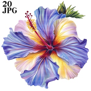 20 Hibiscus Flower Clipart, Hibiscus Clipart, Flower Printable, High Quality JPGs, Watercolor Clipart, Junk Journal, Digital Download, Craft