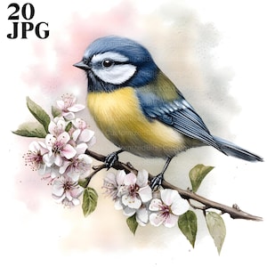 20 Clipart mésange bleue, clipart oiseau, pépinière oiseau mignon, JPG de haute qualité, clipart aquarelle, Junk Journal, téléchargement numérique, créations en papier