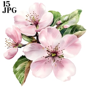 15 Clipart di fiori di melo, Clipart di alberi di melo, Clipart di natura, Clipart di fiori, Clipart floreali, JPG di alta qualità, uso commerciale di Junk Journal