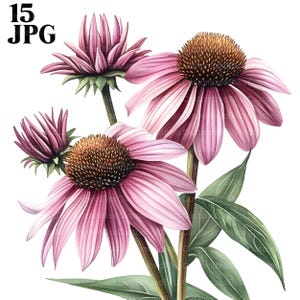 Zonnehoed bloemenmix clipartbundel, zonnehoed clipart, 15 hoge kwaliteit jpg's, bloem clipart, kaarten maken, papercraft, scrapbooking