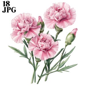 18 Carnation Clipart, Carnation Flower Clipart, High Quality JPG, Watercolor Clipart, Junk Journal, Digital Download, Paper Craft, Printable