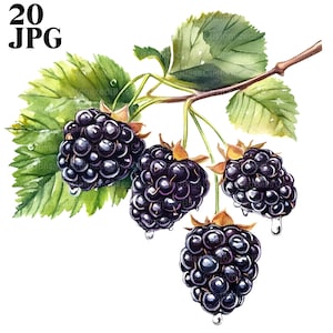 20 Blackberries Clipart, Blackberry Fruit Clipart, High Quality JPGs, Watercolor Clipart, Junk Journal, Digital Download, Paper Craft