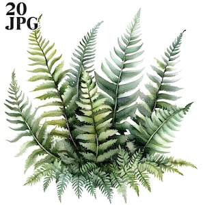 20 cliparts fougère, fougère forestière aquarelle, bouquet de fougères, fichiers JPG de haute qualité, clipart aquarelle, journal indésirable, téléchargement numérique, créations en papier