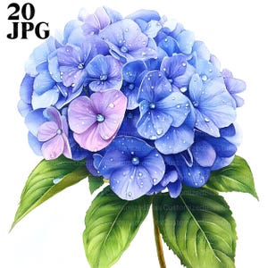 20 Hortensja Kwiat Clipart, Hortensja Clipart, Ładny Kwiat, Wysokiej Jakości JPG, Akwarele Clipart, Junk Journal Cyfrowe Pobieranie Papieru Rzemiosła
