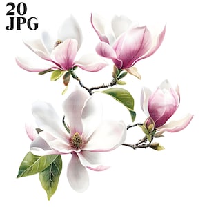 20 Clipart magnolia, fleurs roses printanières, clipart fleur, JPG de haute qualité, clipart aquarelle, Junk Journal, téléchargement numérique, créations en papier