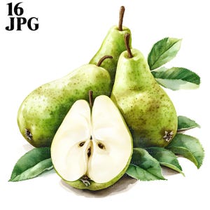 16 imágenes prediseñadas de pera, imágenes prediseñadas de fruta de pera, pera linda, JPG de alta calidad, imágenes prediseñadas de acuarela, diario basura, descarga digital, manualidades de papel, imprimible