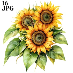 16 Clipart di girasoli, girasoli e foglie, clipart di fiori, JPG di alta qualità, clipart di acquerelli, diario di spazzatura, download digitale di carta artigianale