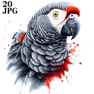 Grey Parrot Clipart, 20 High Quality JPG, Exotic Bird Graphic, Bird Clipart, Watercolor Clipart, Junk Journal, Clip Art, Digital Download