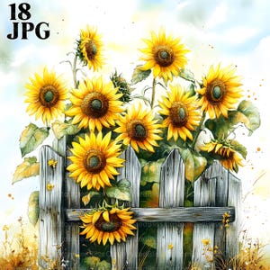Tournesols sur une clôture clipart, fleurs des prairies, 18 fichiers JPG de haute qualité, clipart aquarelle, journal indésirable, scrapbooking, travaux manuels, téléchargement numérique