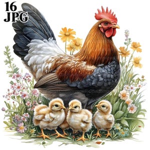 Bundle de cliparts poulet famille coq poussin, 16 fichiers JPG de haute qualité, création artistique, fabrication de cartes, clipart, créations en papier, scrapbooking, journal indésirable