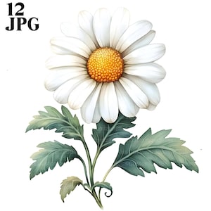 12 Clipart de Margarida em Aquarela, Clipart de Margaridas, Flor de Primavera, JPG de Alta Qualidade, Clipart de Aquarela, Diário de Lixo Digital Download Papel Artesanal