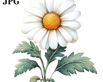 12 Watercolor Daisy Clipart, Daisies Clipart, Spring Flower, High Quality JPG, Watercolor Clipart, Junk Journal Digital Download Paper Craft
