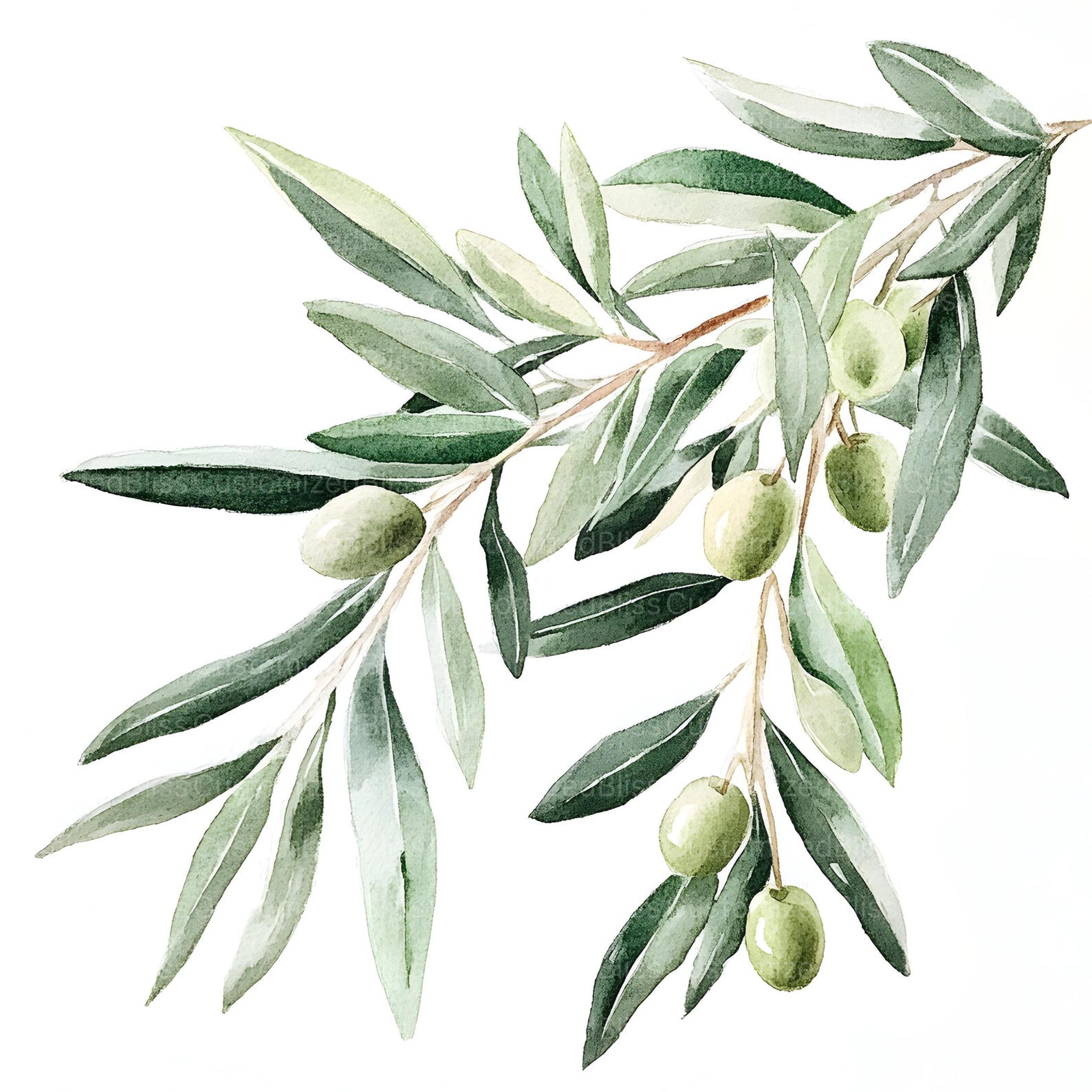 20-green-olive-branches-clipart-botanical-leaves-high-quality-jpgs