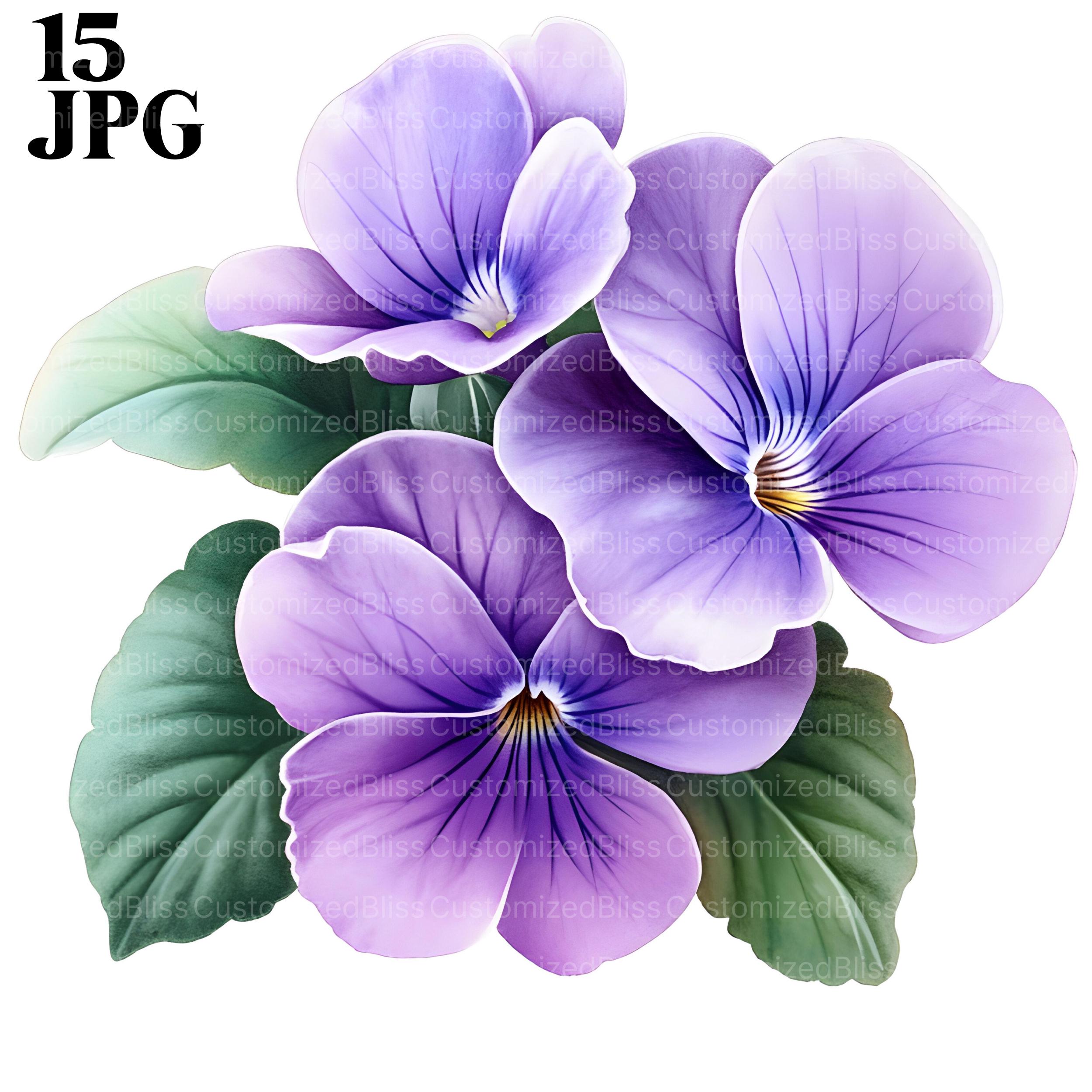 African Violet Flower Clipart, 15 High Quality JPGs, African Violet Clipart, Violet Flowers Clipart, Ornamental Plants Clipart, Junk Journal
