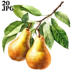 Clipart di 20 pere, Clipart di frutti di pera, JPG di alta qualità, Clipart di acquerelli, Diario di spazzatura, Download digitale, Lavoretti di carta, Clip art stampabile