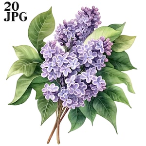20 Lilac Flowers Clipart, Purple Lilac Images, High Quality JPGs, Watercolor Clipart, Junk Journal, Digital Download, Paper Craft, Printable