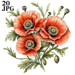 20 Buquê de papoulas Clipart, Clipart botânico, Clipart de flores, JPG de alta qualidade, Clipart de aquarela, Diário de lixo, Artesanato para download digital