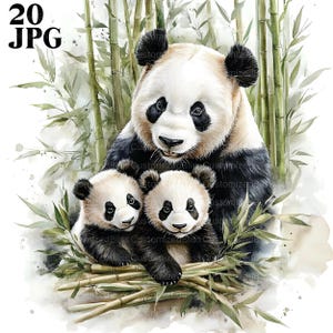 20 clipart de família panda, clipart de panda, clipart de animais, JPGs de alta qualidade, clipart de aquarela, diário de lixo, download digital, artesanato em papel