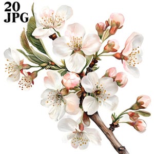 20 Blossom Cherry Zweige Clipart, Blossom Clipart, High Quality JPGs, Aquarell Clipart, Junk Journal, Digital Download, Paper Craft