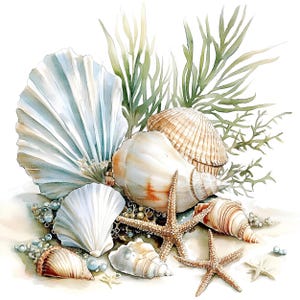 Op de afbeelding: Een verzameling schelpen in verschillende vormen en maten, waaronder een grote schelp, een schelp en een kleinere, delicate schelp. De schelpen zijn gerangschikt op een bed van zand met groen zeewier en een zeester.