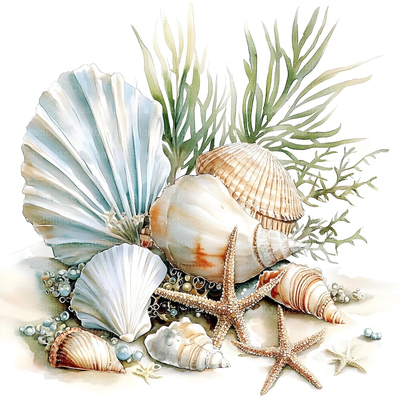Op de afbeelding: Een verzameling schelpen in verschillende vormen en maten, waaronder een grote schelp, een schelp en een kleinere, delicate schelp. De schelpen zijn gerangschikt op een bed van zand met groen zeewier en een zeester.