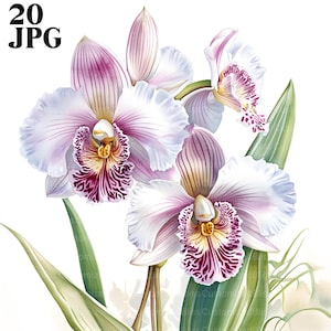 20 Clipart di orchidee, stampabili di orchidee, acquerelli di orchidee, JPG di alta qualità, clipart di acquerelli, diario spazzatura, download digitale, artigianato di carta