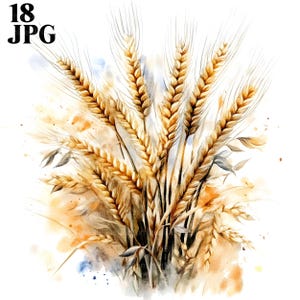 18 Clipart di grano, Clipart di raccolto, Clipart di grano, JPG di alta qualità, Clipart di acquerello, Diario di spazzatura, Download digitale, Clipart di artigianato di carta