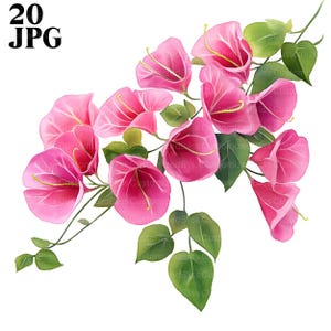20 Bougainvillea Clipart, Bougainvillea Flower Clipart, High Quality JPGs, Watercolor Clipart, Junk Journal, Digital Download, Paper Craft