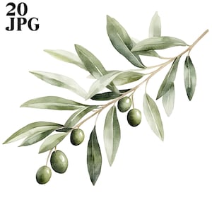 20 groene olijftakken clipart, botanische bladeren, hoge kwaliteit jpg's, digitale download, aquarel clipart, junk Journal, Paper Craft