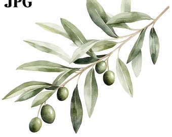 20 groene olijftakken clipart, botanische bladeren, hoge kwaliteit jpg's, digitale download, aquarel clipart, junk Journal, Paper Craft