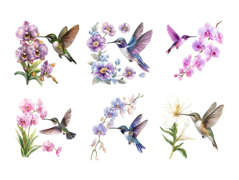 Peut inclure: Illustrations &agrave; l'aquarelle de colibris et de fleurs. L'image pr&eacute;sente six compositions distinctes de colibris aux ailes d&eacute;ploy&eacute;es, planant pr&egrave;s de diverses fleurs, notamment des orchid&eacute;es et d'autres fleurs. La palette de couleurs comprend des nuances de vert, de violet, de rose et de blanc.