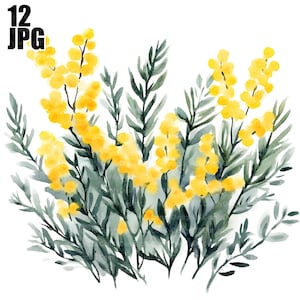 12 Mimosa Clipart, Mimosa Flowers Clipart, Floral Clipart, High Quality JPG, Watercolor Clipart, Junk Journal, Digital Download, Paper Craft