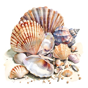 May include: A collection of seashells in various shapes, sizes, and colors, including white, brown, orange, and purple. The shells are arranged on a white background with sand and small stones.
