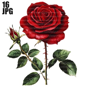 16 Red Rose Clipart, Rose Graphics, Floral Illustrations, Flowers Clipart, High Quality JPGs, Junk Journal, Digital Download, Paper Craft