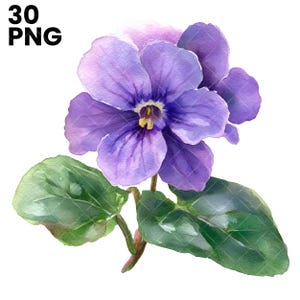 Clipart di fiori di violetta africana, Clipart di violetta africana, Piante ornamentali, Floreali, PNG di alta qualità, Stampabili, Artigianato di carta, Uso commerciale