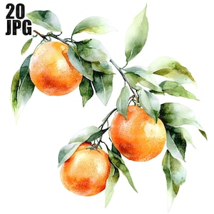 20 Orange Tree Branch Clipart, Orange Clipart, Orange Illustration, Kitchen Clipart, Watercolor Clipart, Junk Journal, Digital Download, JPG