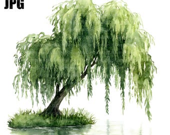 Op de afbeelding: Waterverf schilderij van een treurwilg met groene bladeren en takken die over een waterpartij hangen. De boom groeit op een klein eiland met groen gras.