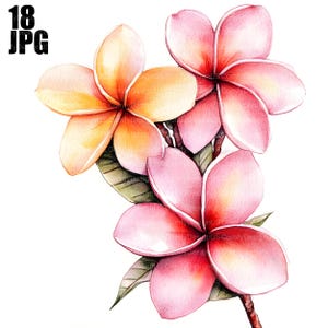 18 Frangipani Flower Clipart, Plumeria Clipart, Tropical Flower, Quality JPG, Watercolor Clipart, Junk Journal, Digital Download Paper Craft