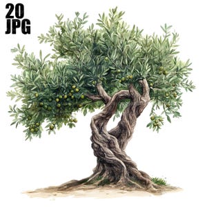 May include: A watercolor painting of an olive tree with a thick, gnarled trunk and branches laden with green olives. The tree is set against a white background.