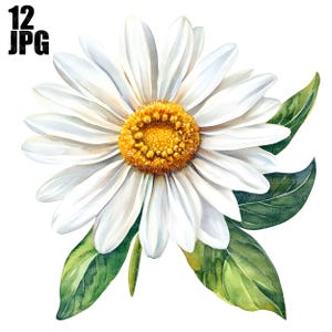 12 cliparts marguerite aquarelle, clipart marguerites, fleur de printemps, JPG haute qualité, clipart aquarelle, Junk Journal téléchargement numérique créations en papier
